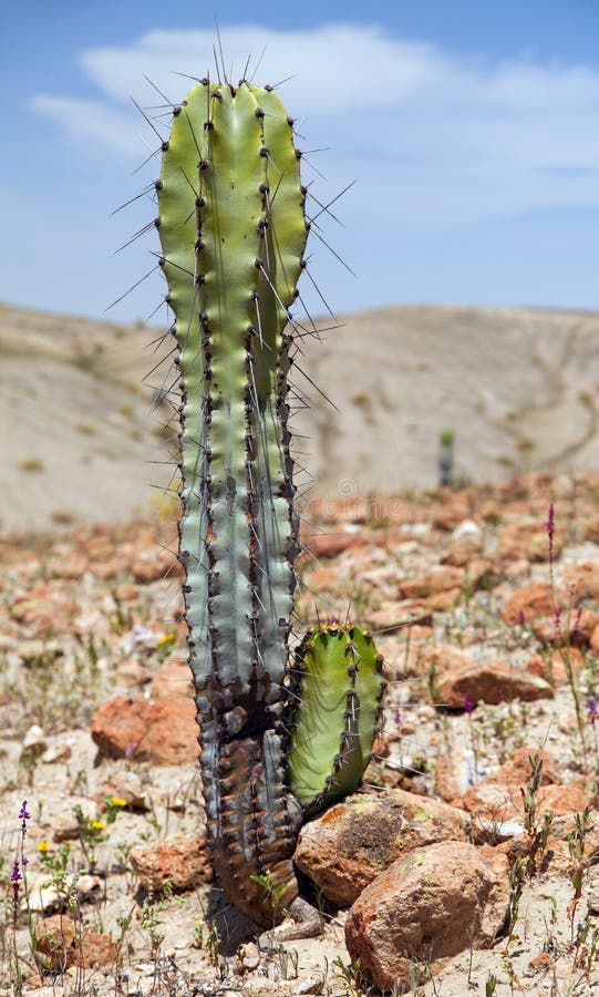 Cactus nel paesaggio desertico nei pressi di Cerro Blanco, Nazca