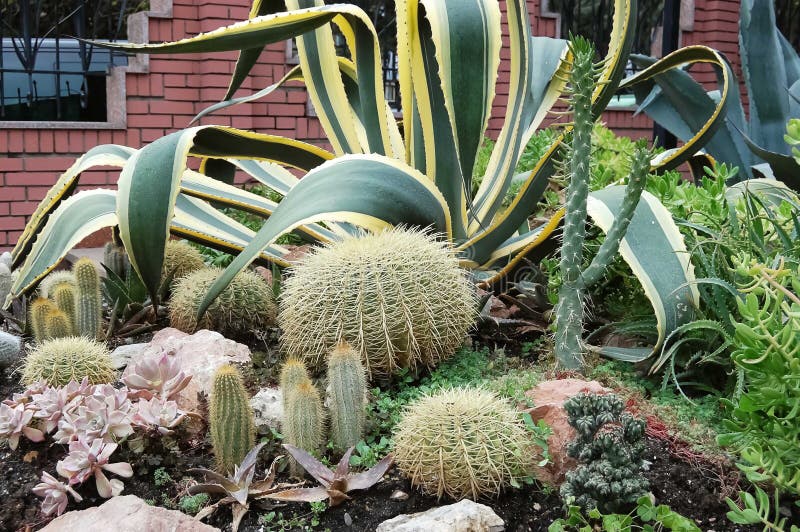 Cactus nell'aiola immagine stock Cactus nell'aiola immagine stock
