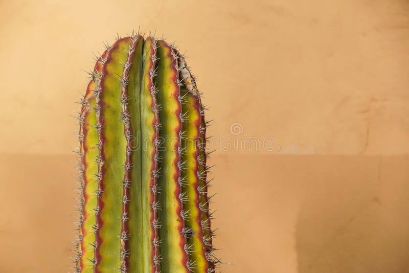 Cactus Neon. Minimal Stillife. Art Gallery Fashion Design. Vanilla Trendy Color. Concept on Yellow background. Detail