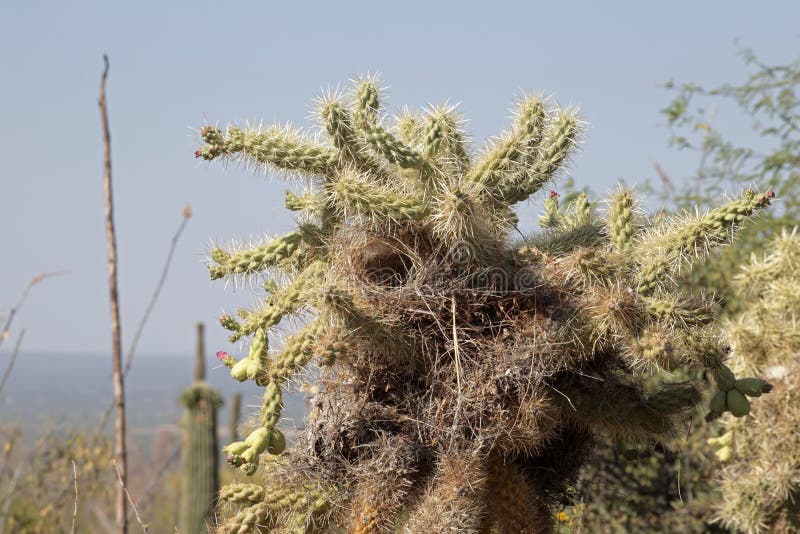 Bird cactus stock photo. Image of cereus, cephalophorus ...