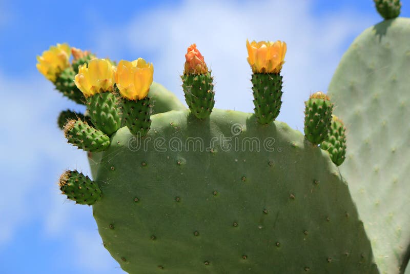 Cactus nopal flowers