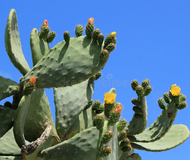 Cactus nopal flowers stock images