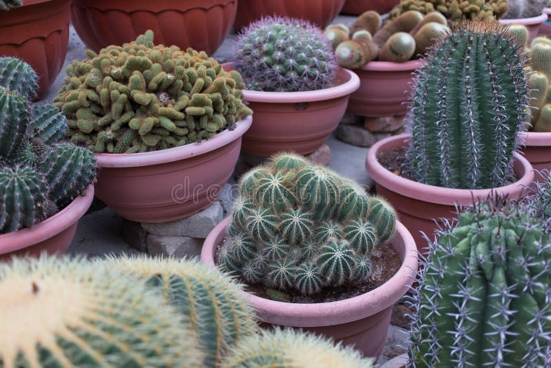 Cactus in nursery stock photo. Image of green, thorn 33455354