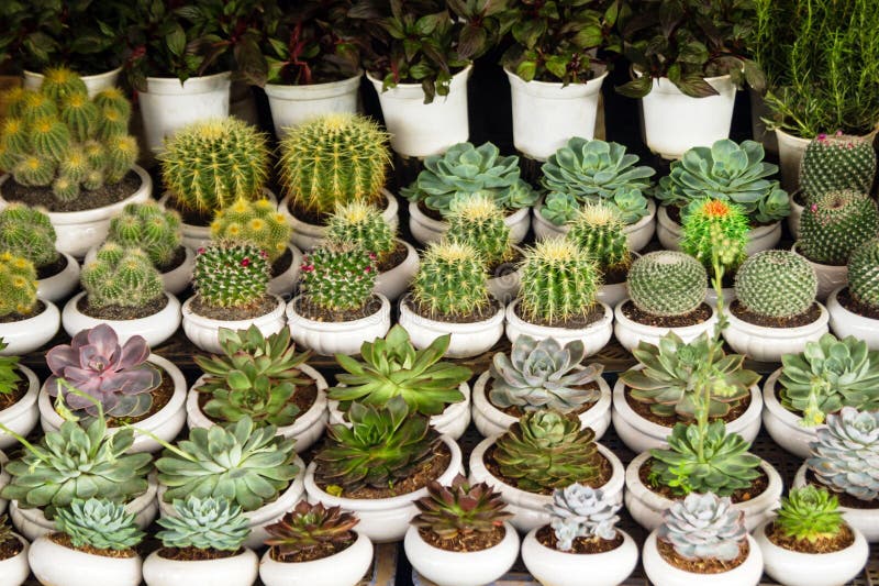 Cactus och succulents i vita prickar. A Diverse uppsamling av ökenväxter.