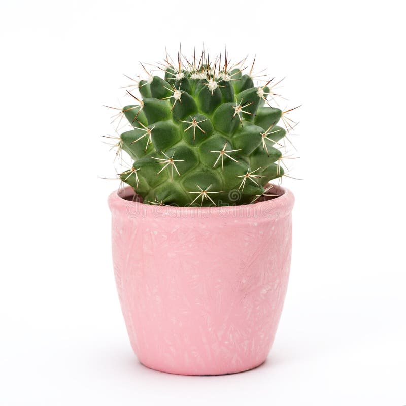 Cactus isolated on white background. Aloe and other succulents in colorful ceramic pot. Cactus isolated on white background. Aloe and other succulents in colorful ceramic pot.