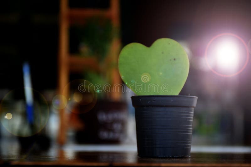 Cactus on black pot in coffee shop. Cactus on black pot in coffee shop