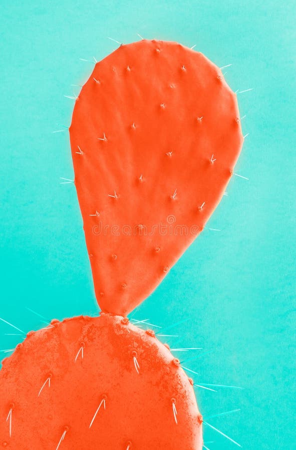 Cactus Opuntia, colored in coral color on turquoise background.