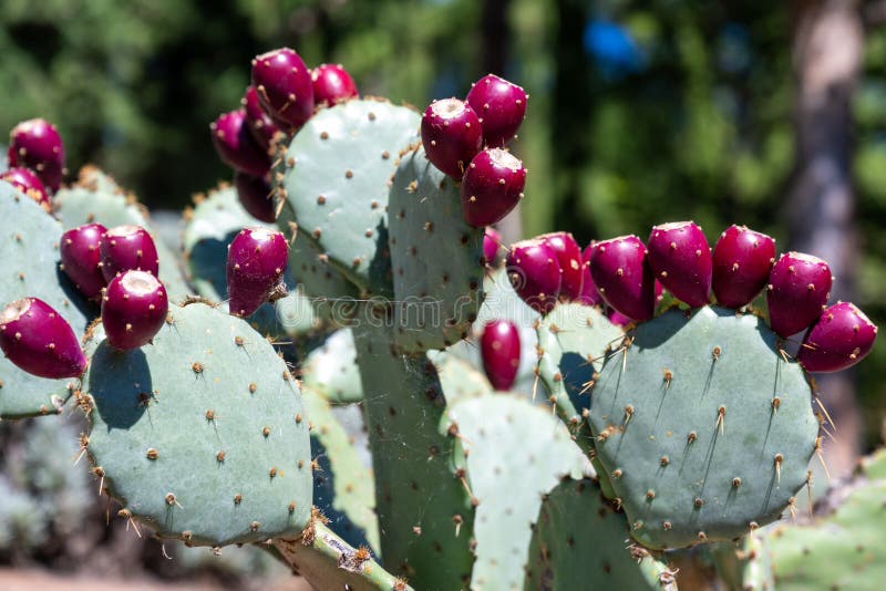 Cactus opuntia robusta z wieloma czerwonymi dojrzałymi owocami gruszki