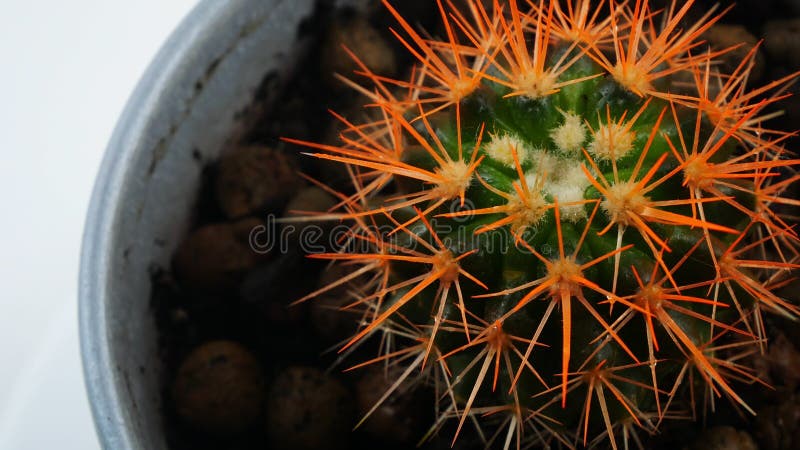 Cactus with orange needles.In the pot spinning in a circle.