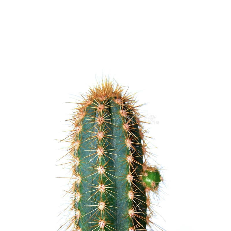 Cactus over white