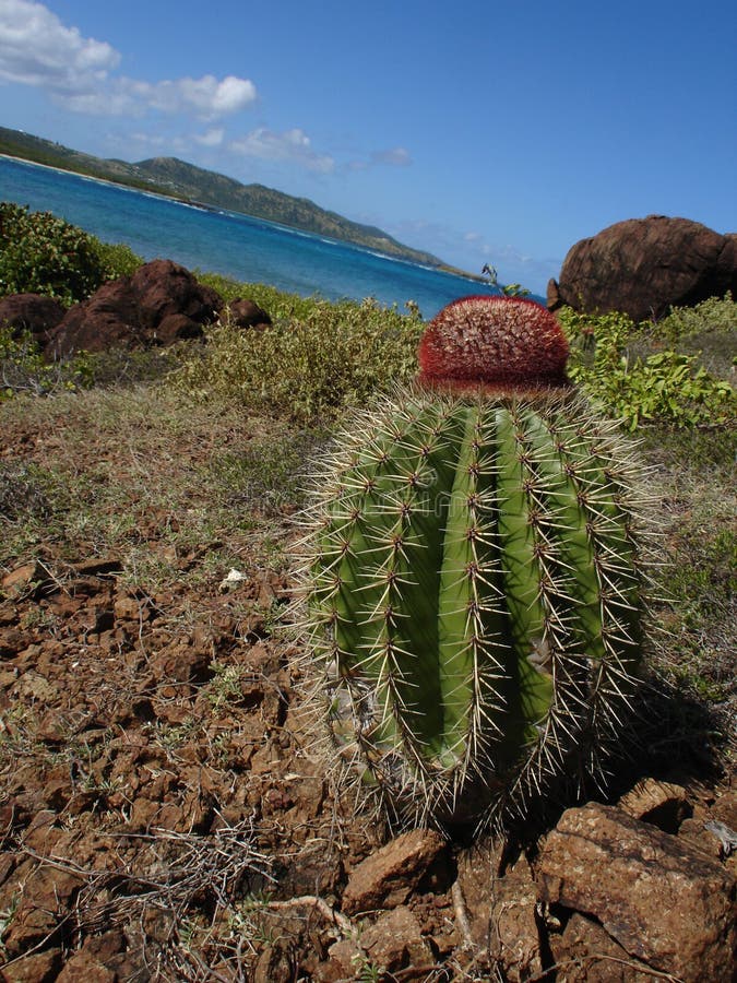 Cactus in Paradise Culebrita, Puerto Rico