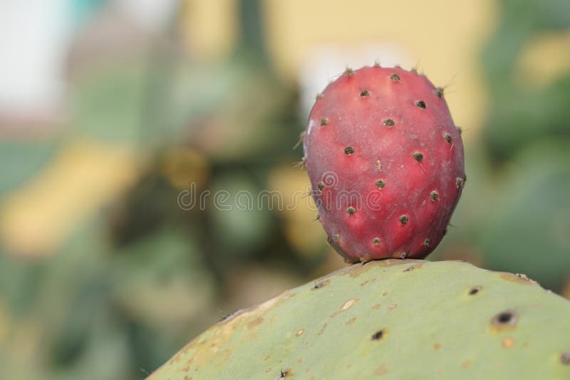 Cactus pear stock photo. Image of cacti, indian, food 65379630