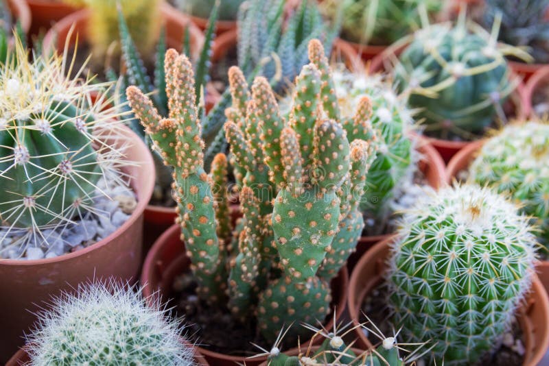 Cactus piantato in vasi immagini stock Cactus piantato in vasi immagini stock
