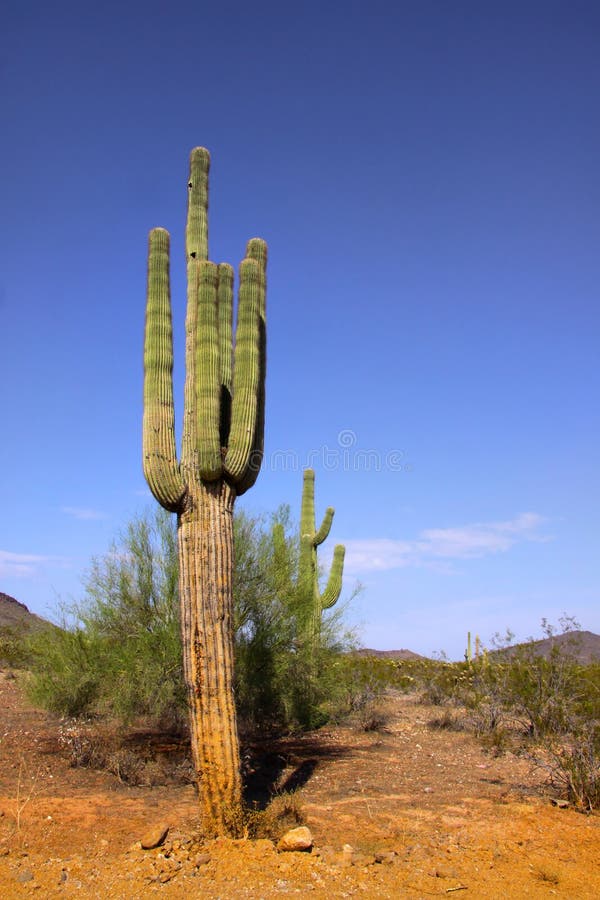 Cactus plant