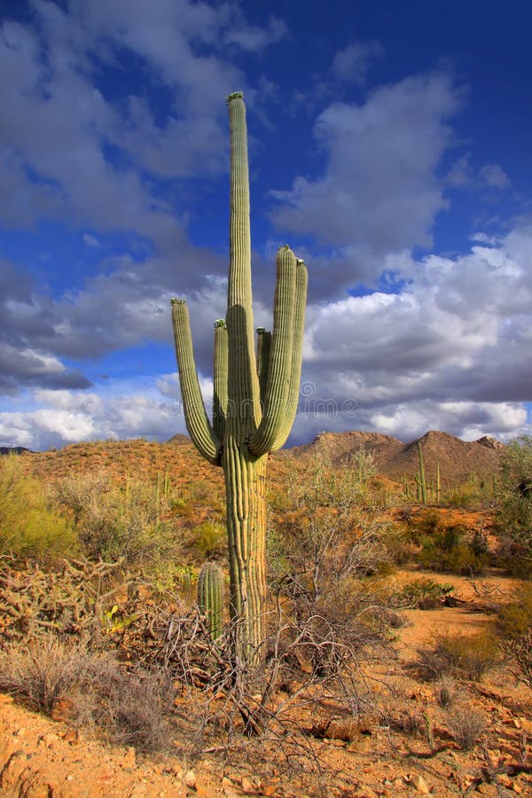 Cactus plant