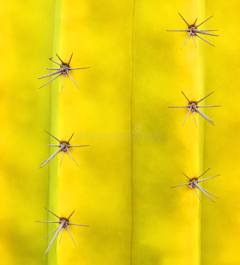 Cactus plant