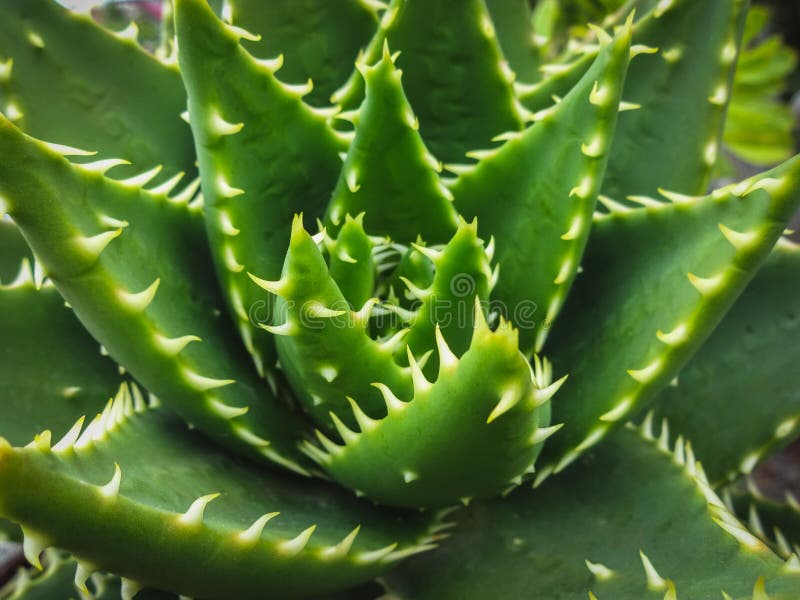 Cactus plant closeup - succulent plant macro stock photo Cactus plant closeup - succulent plant macro stock photo
