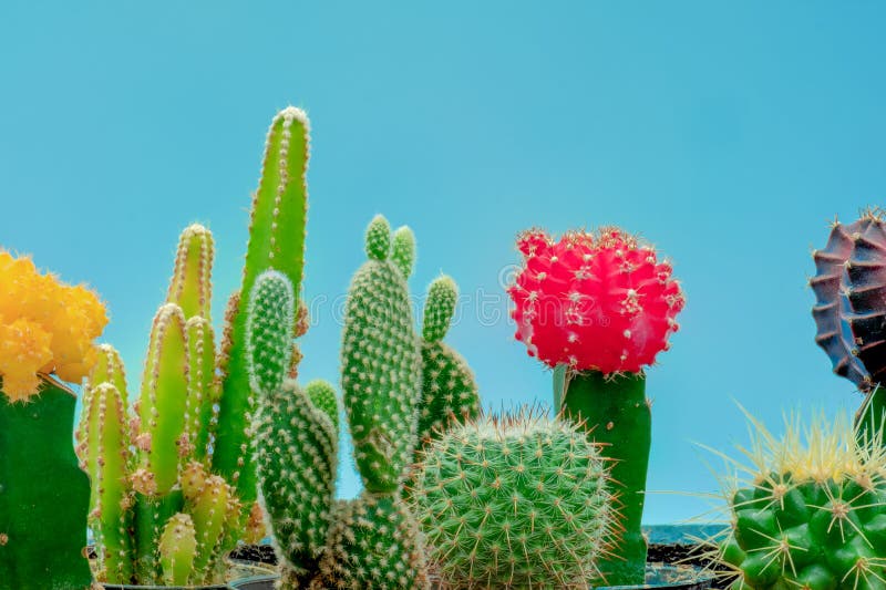 cactus plant collection set or cacti with pastel color background