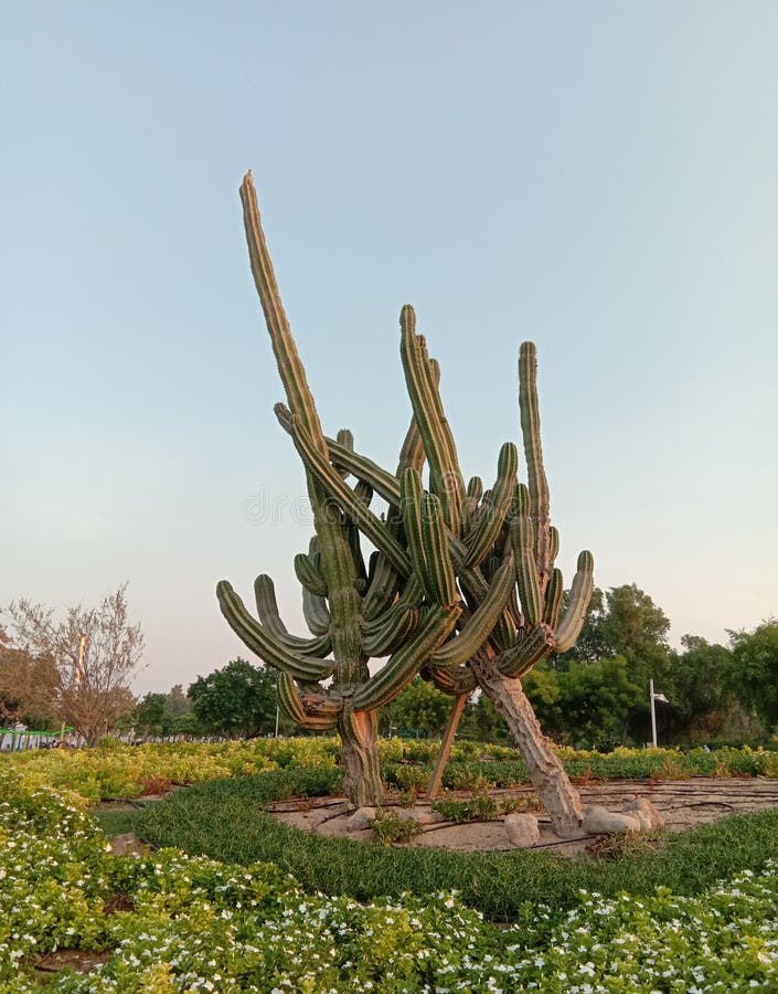 Cactus Plant Creek Park Dubai Stock Image Image of creek, dubai