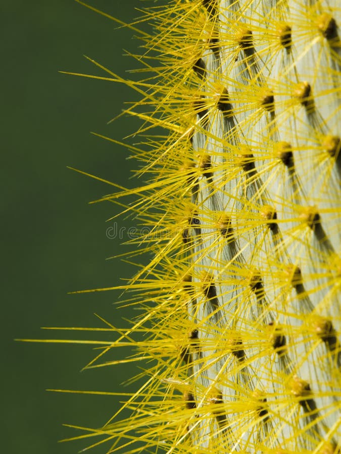 Cactus plant