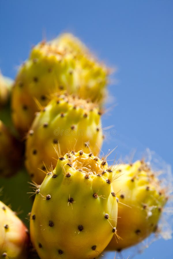 Cactus plant with fruits stock image. Image of closeup 101426163