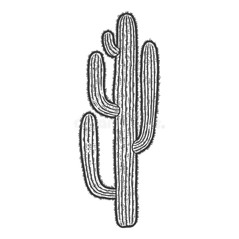 Cactus plant isolated. Sketch scratch board imitation. Black and white. Engraving vector illustration.