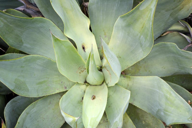 Cactus plant in Mexico desert royalty free stock photo Cactus plant in Mexico desert royalty free stock photo