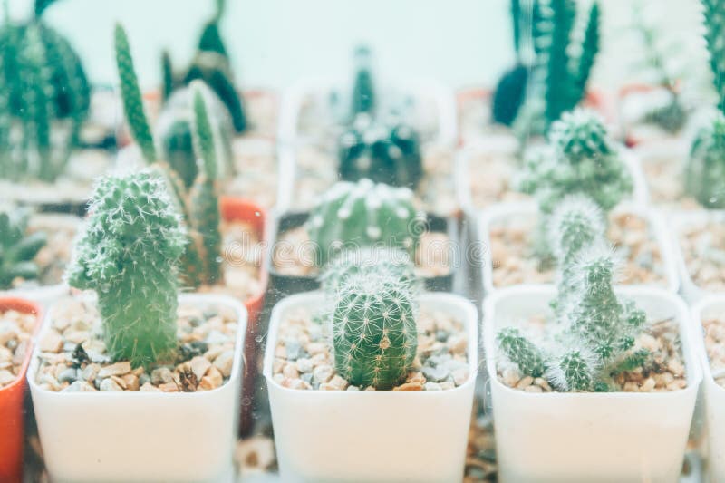 Cactus, plant, white, succulent, glass, home, pot, vase, background, , potted, succulents, decoration, small, table, terra royalty free stock images Cactus, plant, white, succulent, glass, home, pot, vase, background, , potted, succulents, decoration, small, table, terra royalty free stock images