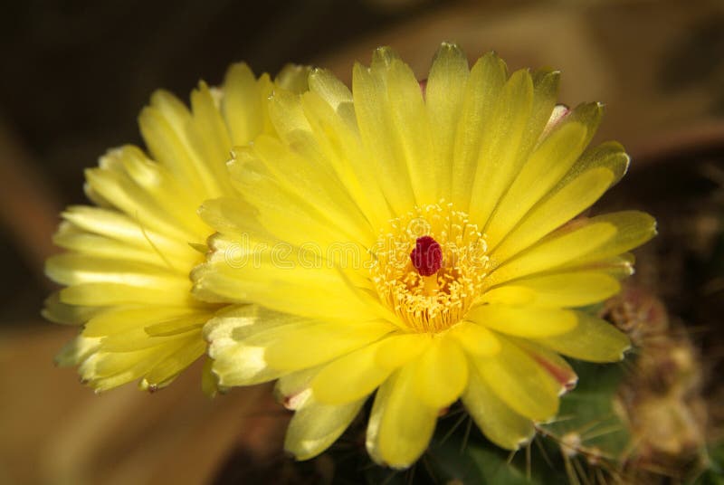 Cactus Plant with Yellow Flowers Stock Photo Image of bloom, deserts