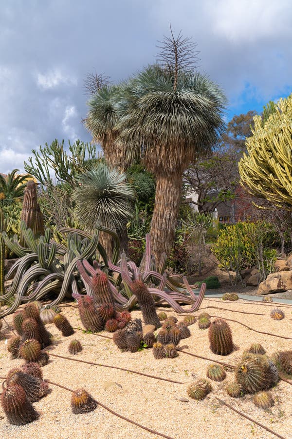 Cactus - planten in het prachtige park parque la paloma en de groene ruimte benalmadena spanje