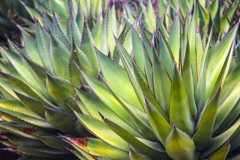 Cactus Plants