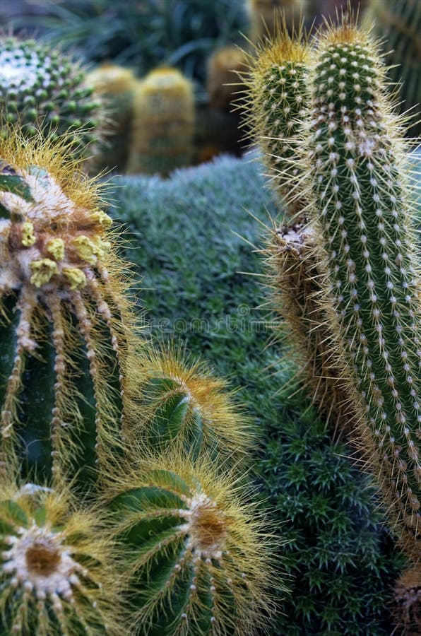 Cactus plants closeup