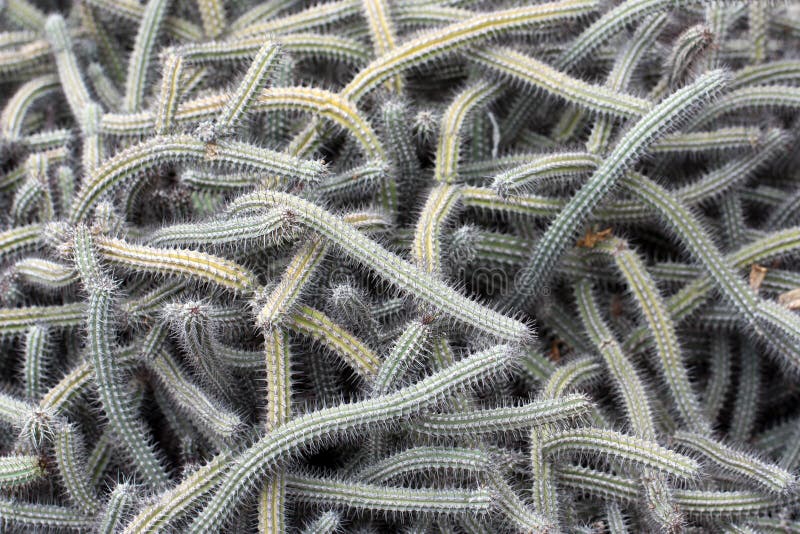 Cactus Plants that Look Like a Tangle of Snakes Stock Photo Image of