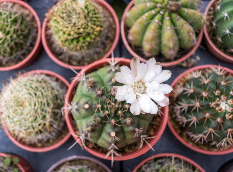 Xerophytic Plant in the Sandy Namib Desert. Stock Photo Image of