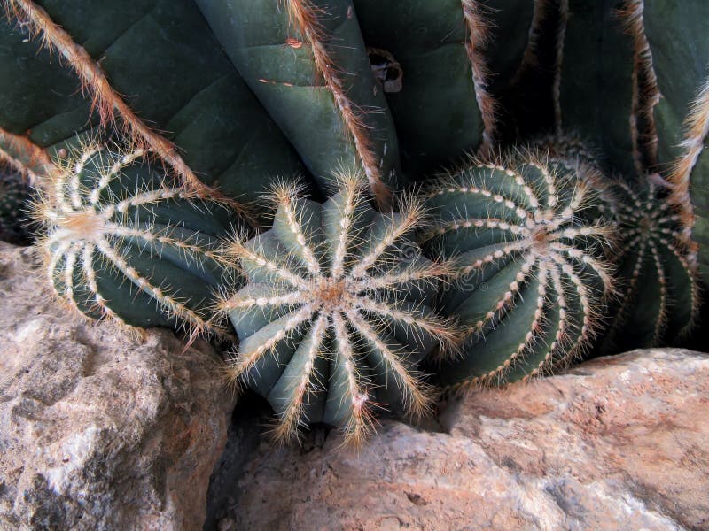 Cactus plants stock photo. Image of green, stones, plants - 65686048
