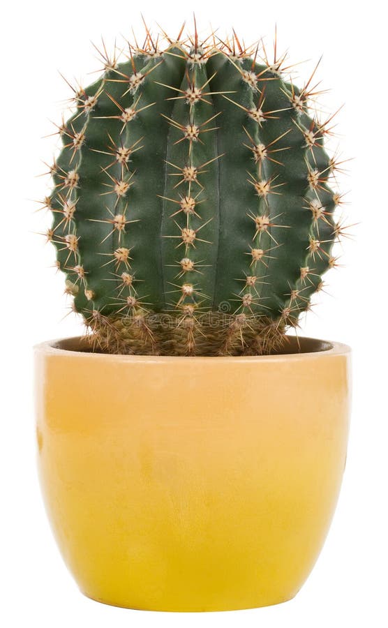 Cactus in pot