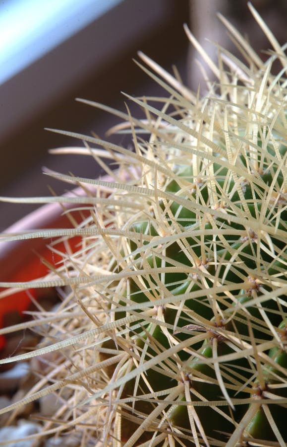 Cactus in a Pot