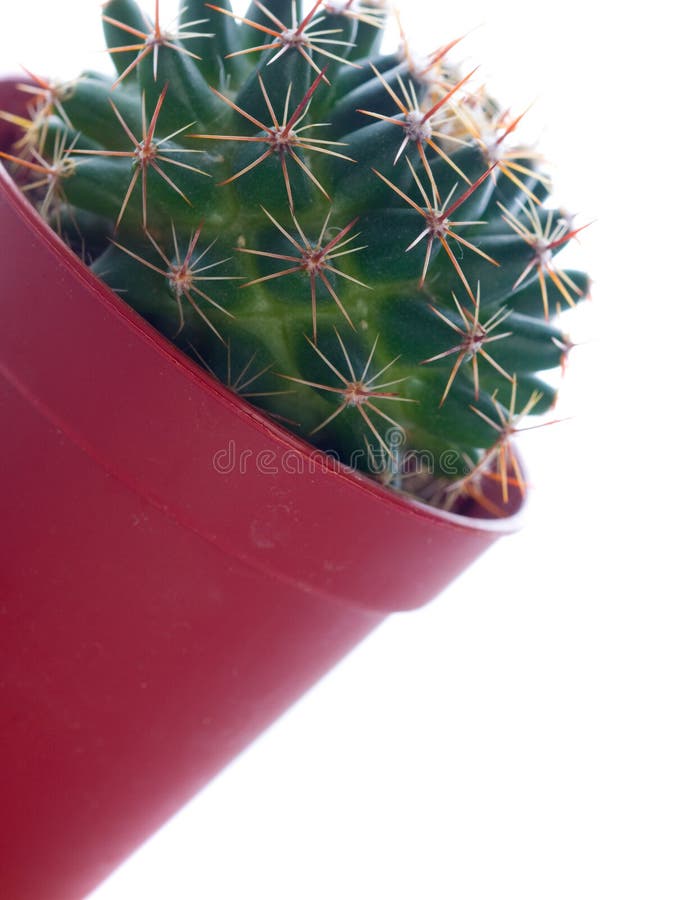 Cactus in a pot.