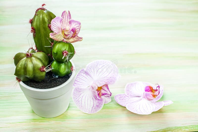 Cactus in a Pot. Flowers in the Interior Stock Image Image of