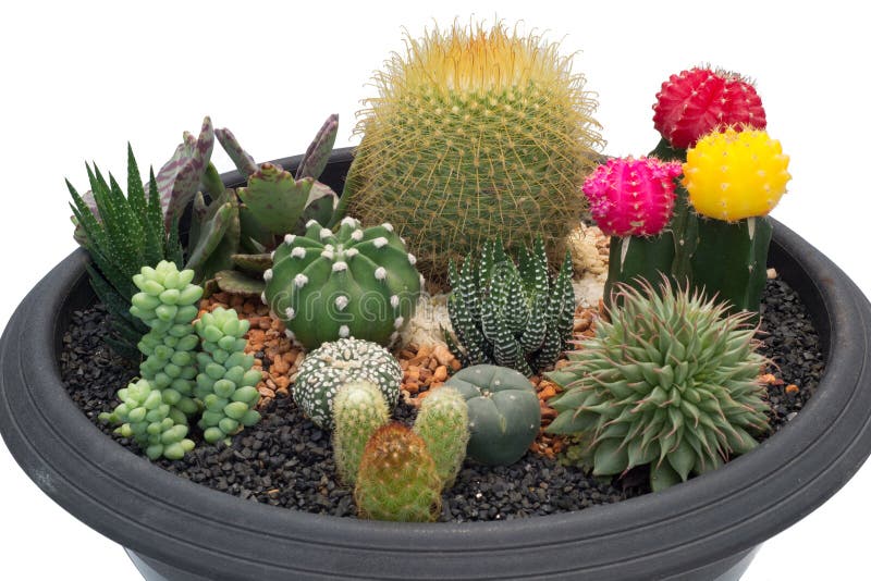 Cactus in pot isolated on white background