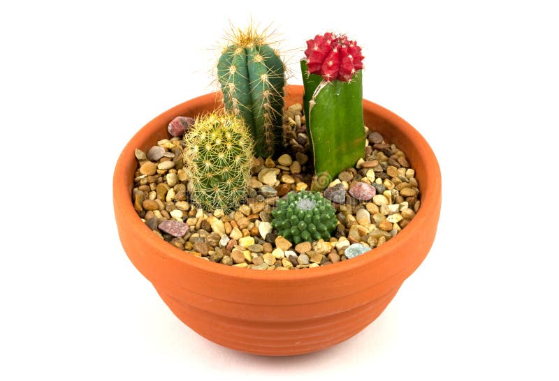 Cactus Pot Plants