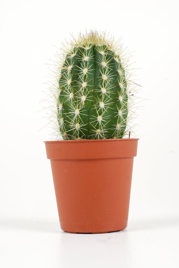  Cactus  in a pot  stock image Image of cactus  growing 