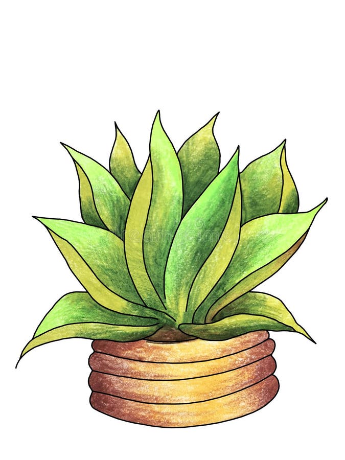 Cacto Na Ilustração Do Desenho Manual De Pots Set-hand Ilustração