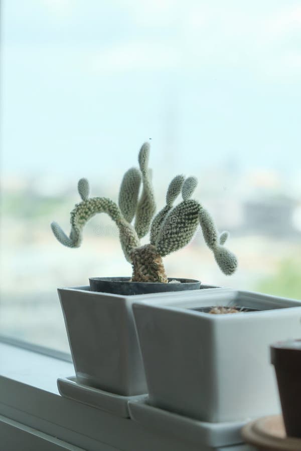 Cactus pots royalty free stock photo