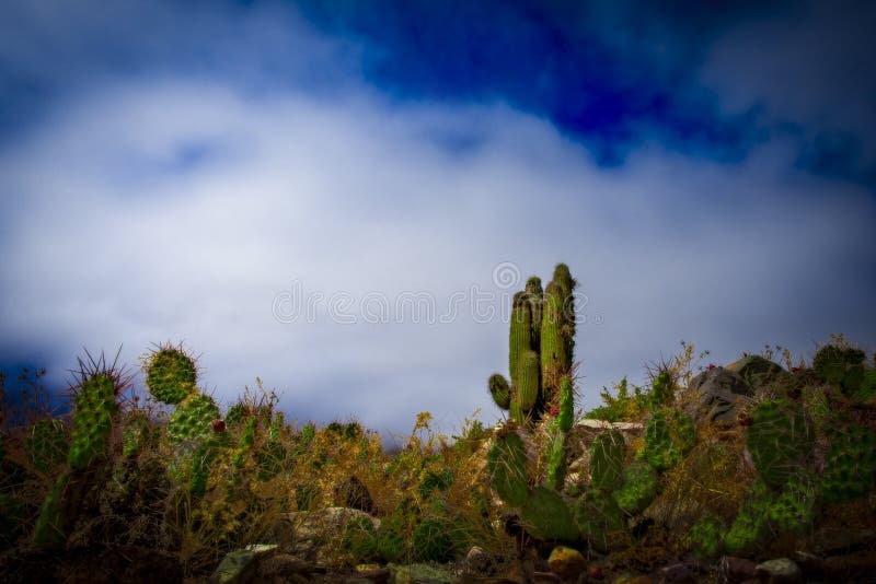 Cactus of Pucara de Tilcara, Argentina. royalty free stock images Cactus of Pucara de Tilcara, Argentina. royalty free stock images