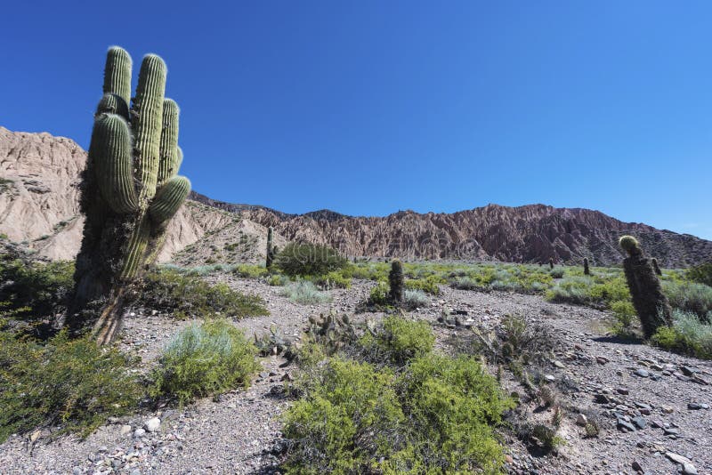 Cactus Quebrada de Humahuaca σε Jujuy, Αργεντινή. στοκ εικόνα με δικαίωμα ελεύθερης χρήσης Cactus Quebrada de Humahuaca σε Jujuy, Αργεντινή. στοκ εικόνα με δικαίωμα ελεύθερης χρήσης