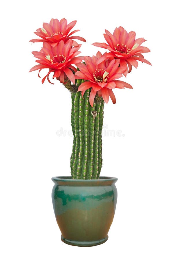 Cactus with red flowers isolated on white
