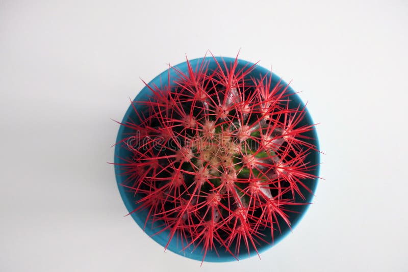 Cactus with Red Thorns in a Blue Flower Pot Stock Image Image of