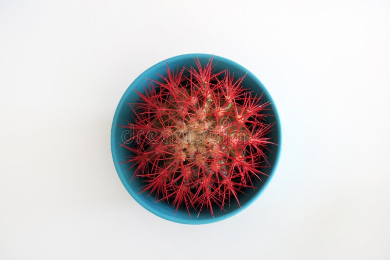 Cactus with Red Thorns in a Blue Flower Pot Stock Photo Image of