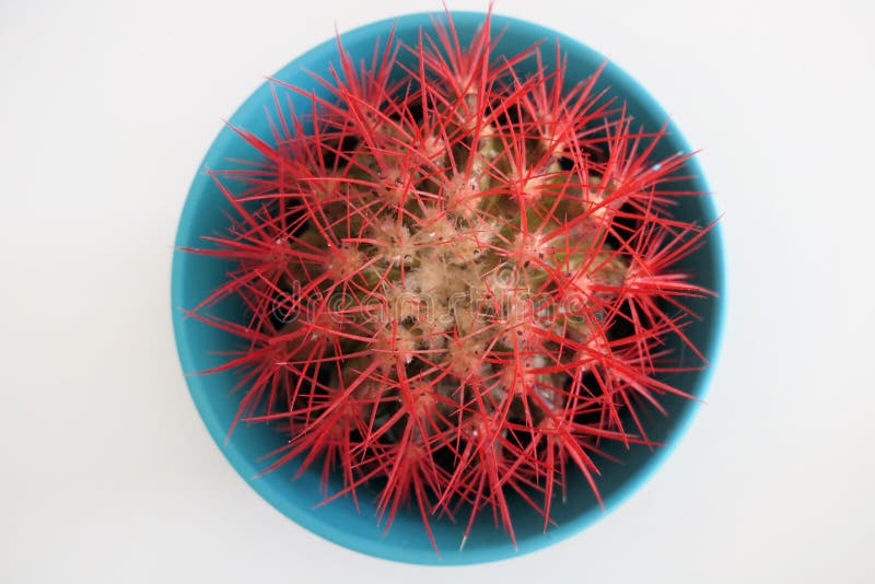 Cactus with Red Thorns in a Blue Flower Pot Stock Photo Image of